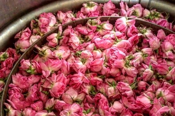 تصویر 1 از قیمت خرید گلاب غلیظ با فروش عمده